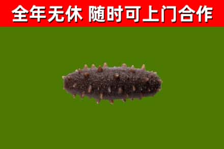 阿勒泰市烟酒回收干海参.jpg
